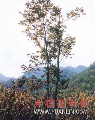 漆樹 大木漆、小木漆，山漆，植苜，瞎妮子