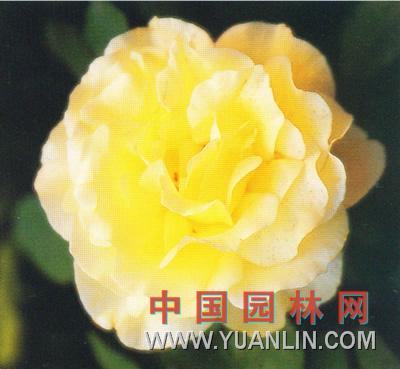 現(xiàn)代月季花