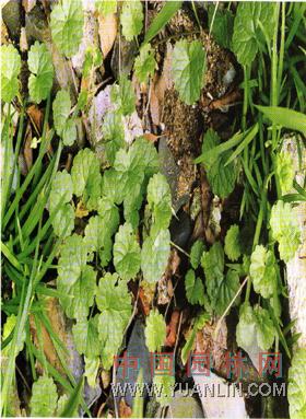 連錢草 金錢草、佛耳草、活血丹