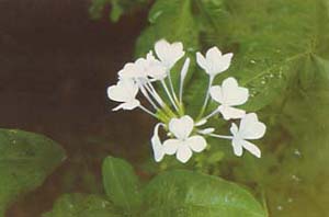 藍(lán)雪花 藍(lán)茉莉，藍(lán)花丹，六倍