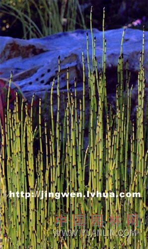 木賊 銼草、筆頭草、筆筒草、節(jié)骨草