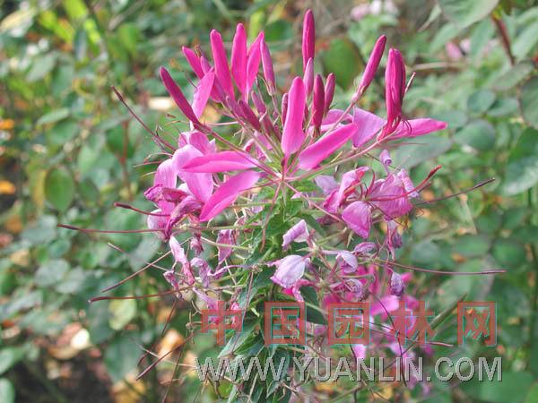 醉蝶花 西洋白花菜、鳳蝶草、紫龍須、蜘蛛花