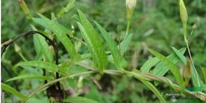 尖萼魚黃草 