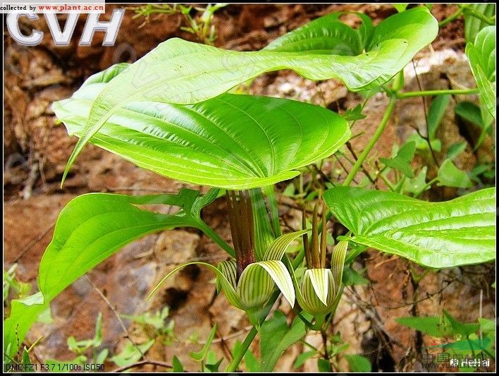 大百部 對葉百部、大春根藥