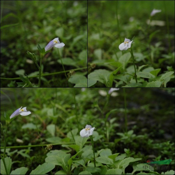 高山通泉草