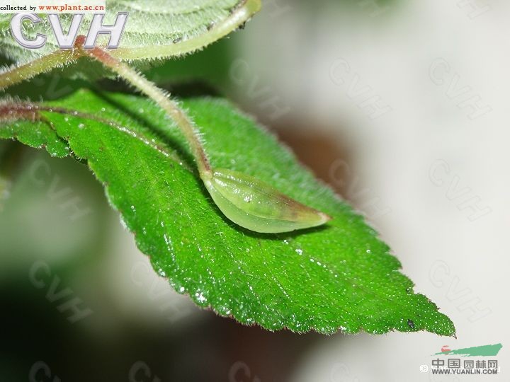 那坡鳳仙花