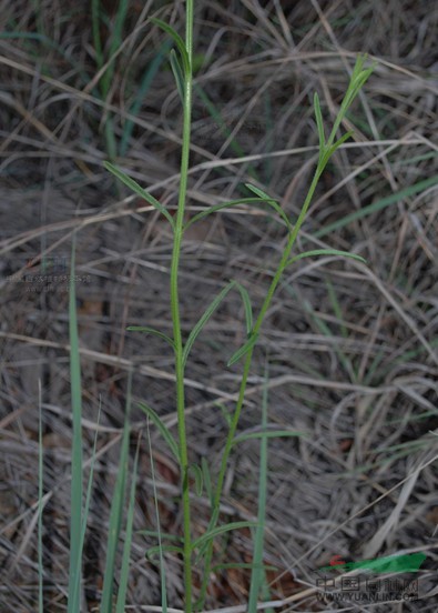 大獨(dú)腳金 小白花蘇、干草