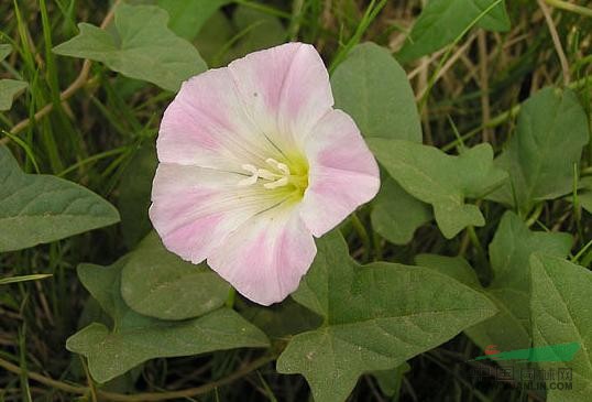 打碗花 小旋花、兔耳草