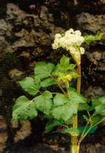 拐芹 拐子芹、倒鉤芹、紫桿芹、山芹菜、獨活、白根獨活、拐芹當歸