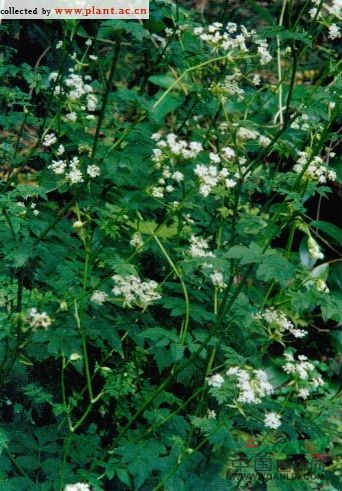 白苞芹 藁本(拉漢種子植物名稱(chēng))，石防風(fēng)(湖南)，紫莖芹(中國(guó)高等植物圖鑒)