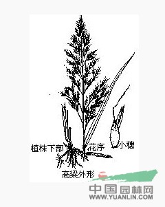 卡佛爾高粱 