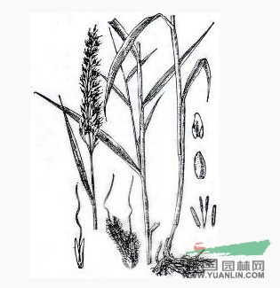 長(zhǎng)花大油芒