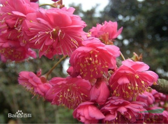 福建山櫻花 鐘花櫻